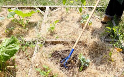 Carré Potager : La gamme dédiée de REVEX